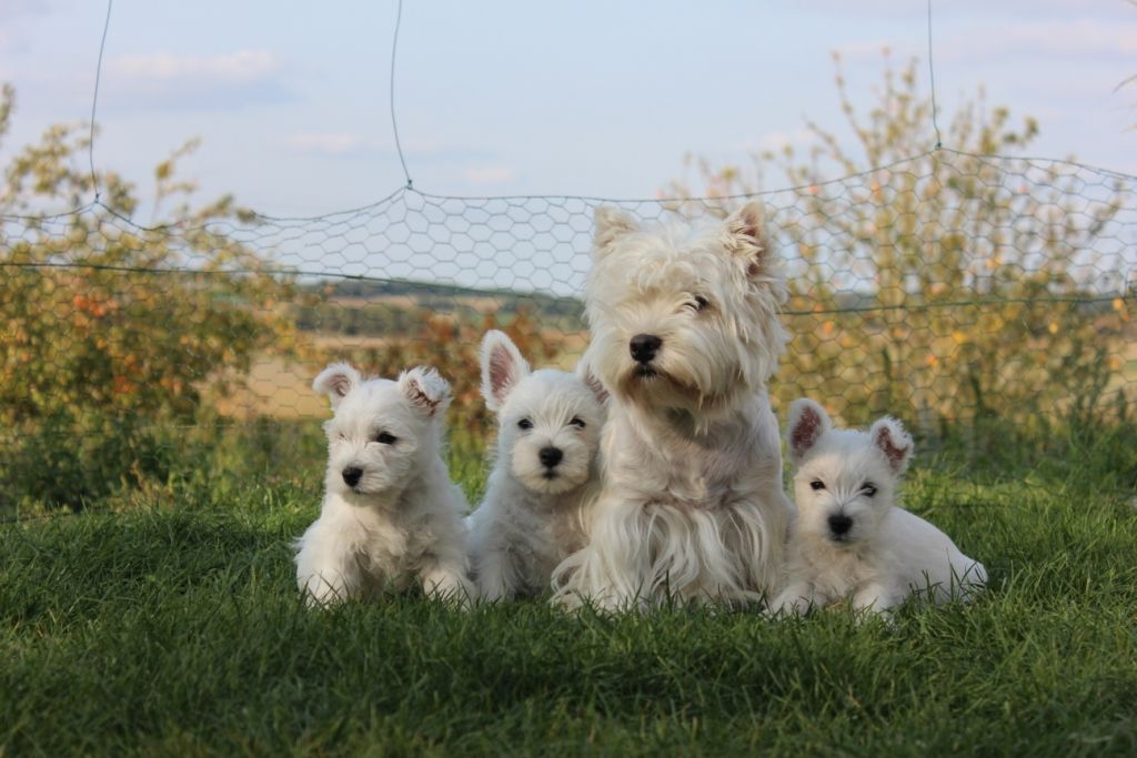 Of Precious Danbury - Chiot disponible  - West Highland White Terrier